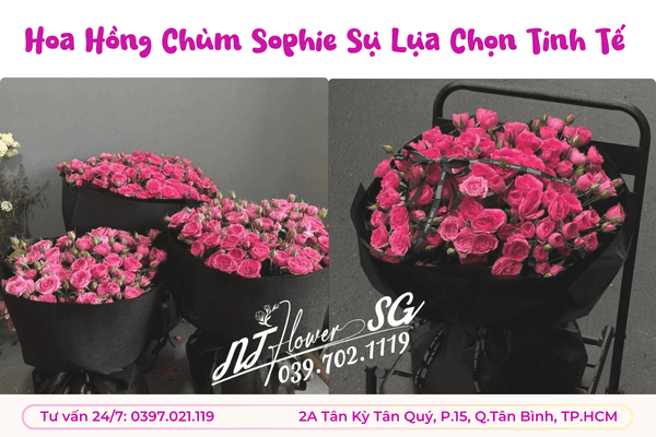 Hoa Hồng Chùm Sophie